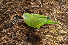 White-winged Parakeet